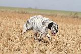 SETTER ANGLAIS 146
